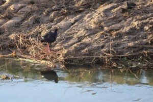 Trabajos de limpieza en el último tramo del Barranc de Carreaixet, con multitud de especies en época de cría